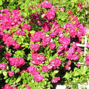 Теперь саженец розы стоит 50 крон. Фото : RABOTA24.EE