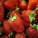 Сбор клубники в Финляндии превратился для двух эстонских девушек в кошмар. Фото: газета Postimees