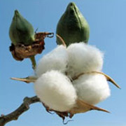 Хлопок . Фото  с сайта : CHLOPOK.RU .