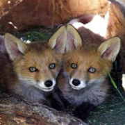 Фото : ETV24.EE .