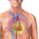 Фото : medportal.ru .